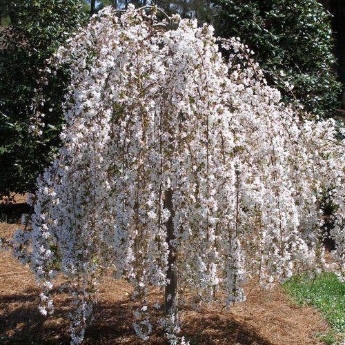 Prunus Subhirtella Snow Fountain - View 16 from www redcrocus com