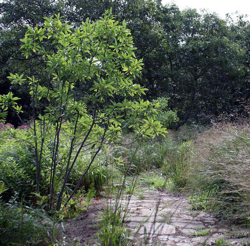 Magnolia Virginiana Multi Stem - View 18 from www redcrocus com