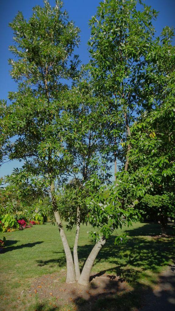 Magnolia Virginiana Multi Stem - View 34 from www redcrocus com
