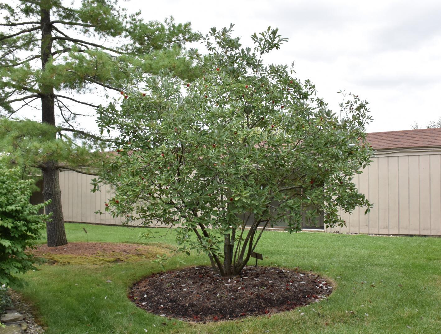 Magnolia Virginiana Multi Stem - View 5 from www redcrocus com