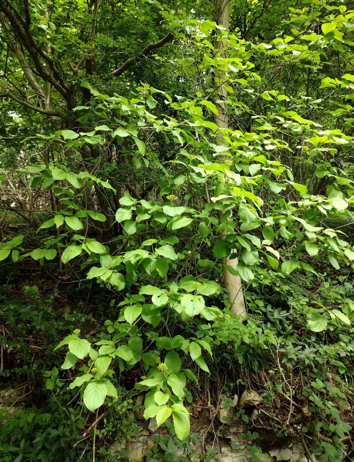Cornus Rutcan 'constellation' Single Stem - View 20 from www redcrocus com