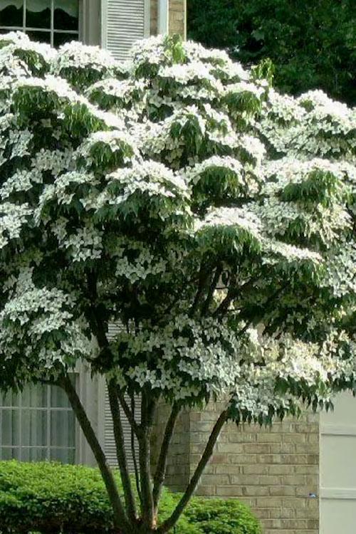 Cornus Kousa Multi Stem - View 1 from www redcrocus com