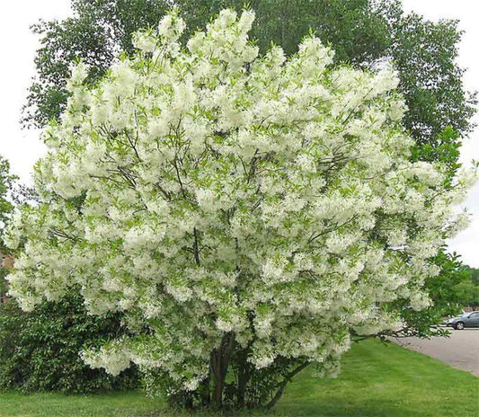 Chionanthus Virginicus Multi Stem - View 1 from www redcrocus com