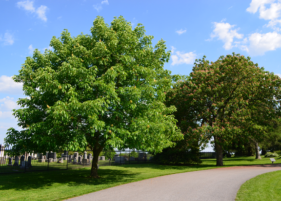 Aesculus Carnea 'briotii' - View 10 from www redcrocus com