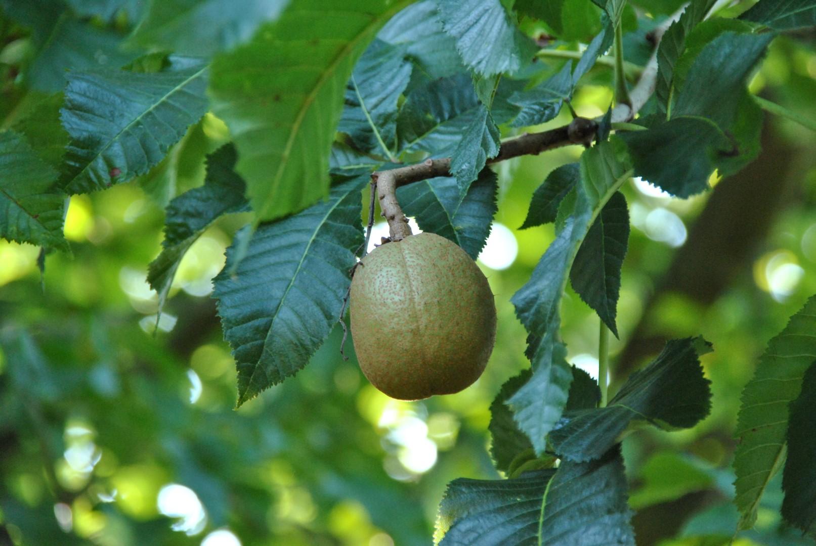 Aesculus Carnea 'briotii' - View 11 from www redcrocus com