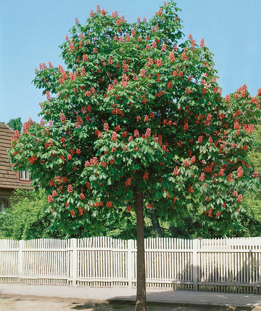 Aesculus Carnea 'briotii' - View 13 from www redcrocus com