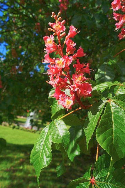 Aesculus Carnea 'briotii' - View 14 from www redcrocus com