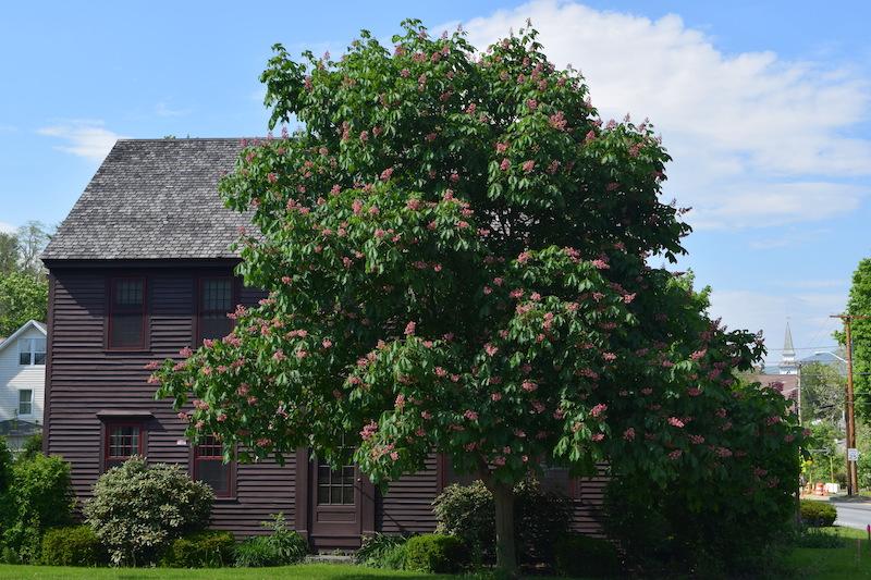 Aesculus Carnea 'briotii' - View 16 from www redcrocus com