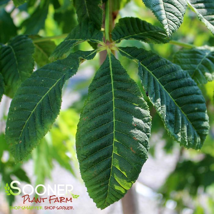Aesculus Carnea 'briotii' - View 17 from www redcrocus com