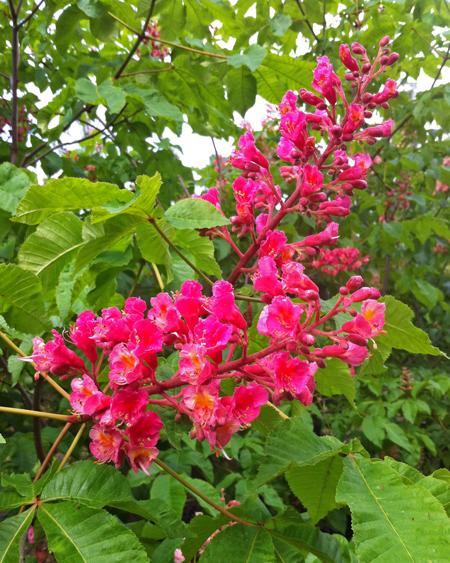 Aesculus Carnea 'briotii' - View 19 from www redcrocus com