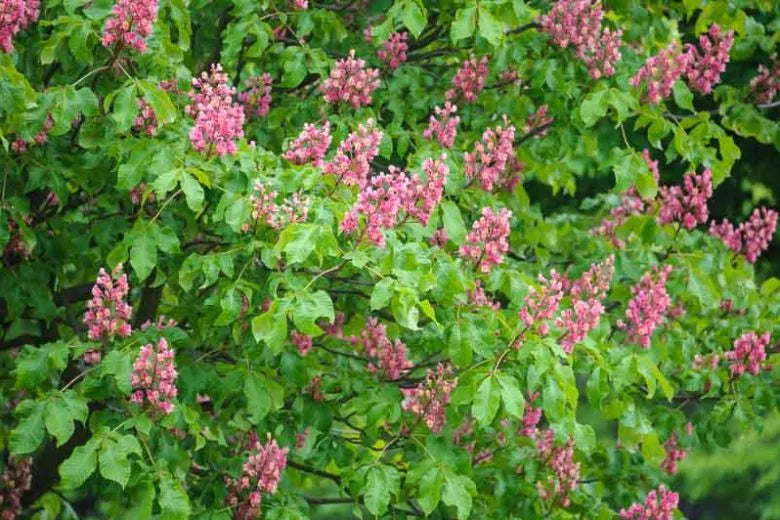Aesculus Carnea 'briotii' - View 22 from www redcrocus com