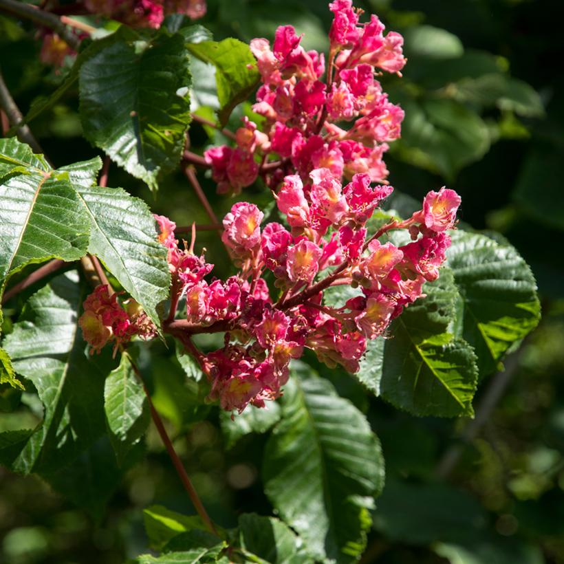 Aesculus Carnea 'briotii' - View 26 from www redcrocus com