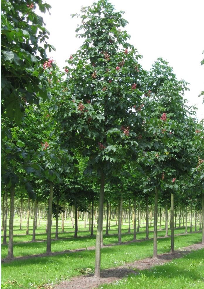 Aesculus Carnea 'briotii' - View 27 from www redcrocus com