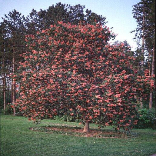 Aesculus Carnea 'briotii' - View 28 from www redcrocus com
