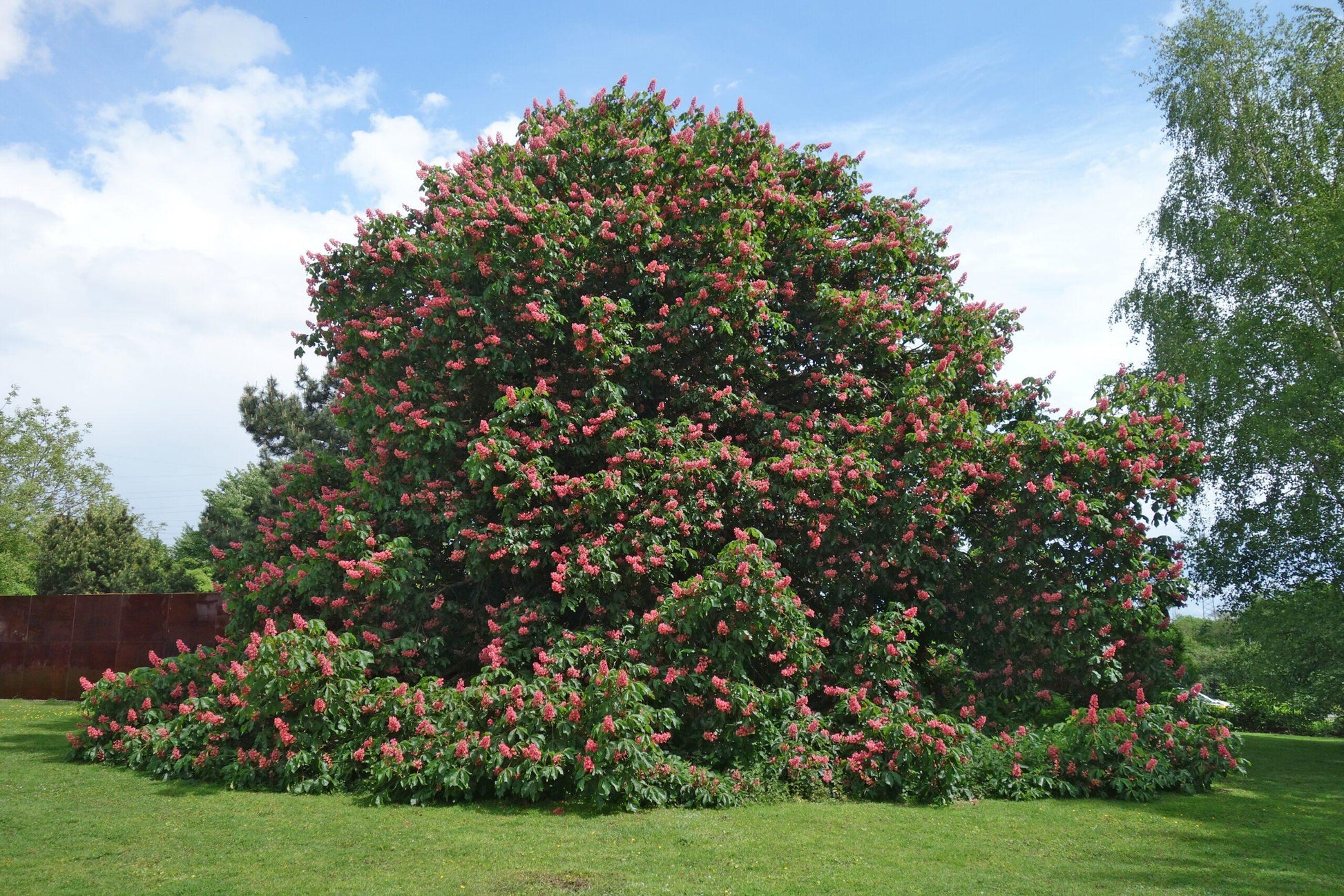 Aesculus Carnea 'briotii' - View 29 from www redcrocus com