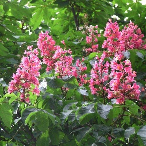 Aesculus Carnea 'briotii' - View 31 from www redcrocus com