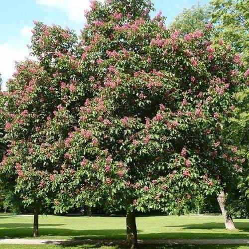 Aesculus Carnea 'briotii' - View 32 from www redcrocus com