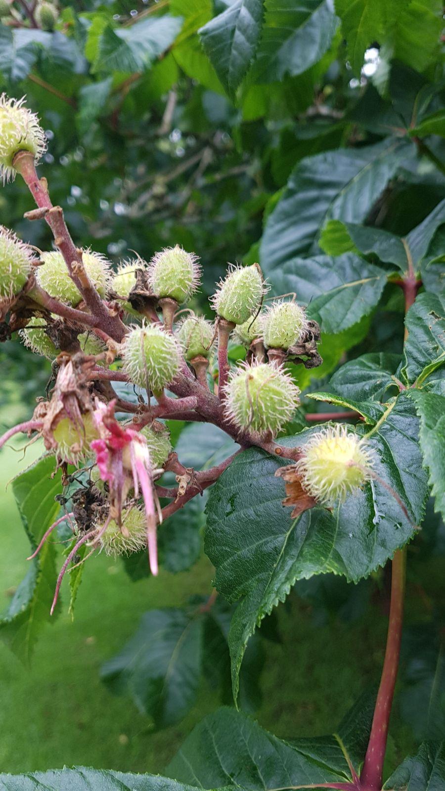 Aesculus Carnea 'briotii' - View 33 from www redcrocus com