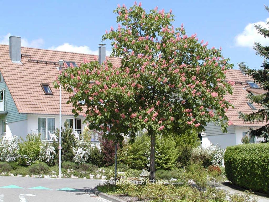 Aesculus Carnea 'briotii' - View 34 from www redcrocus com