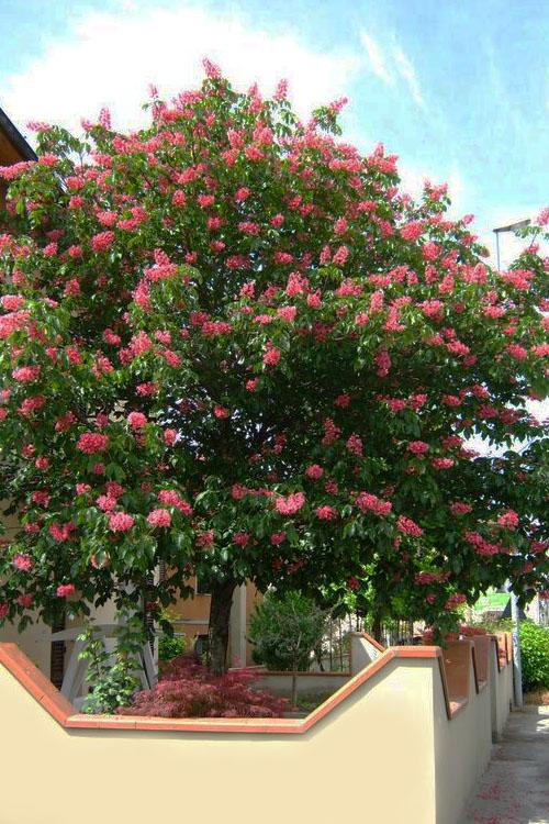 Aesculus Carnea 'briotii' - View 35 from www redcrocus com