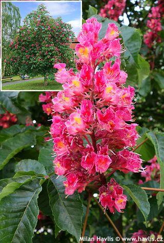 Aesculus Carnea 'briotii' - View 36 from www redcrocus com