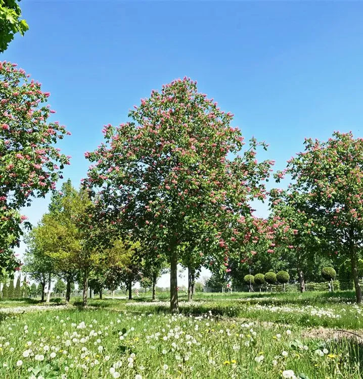Aesculus Carnea 'briotii' - View 37 from www redcrocus com