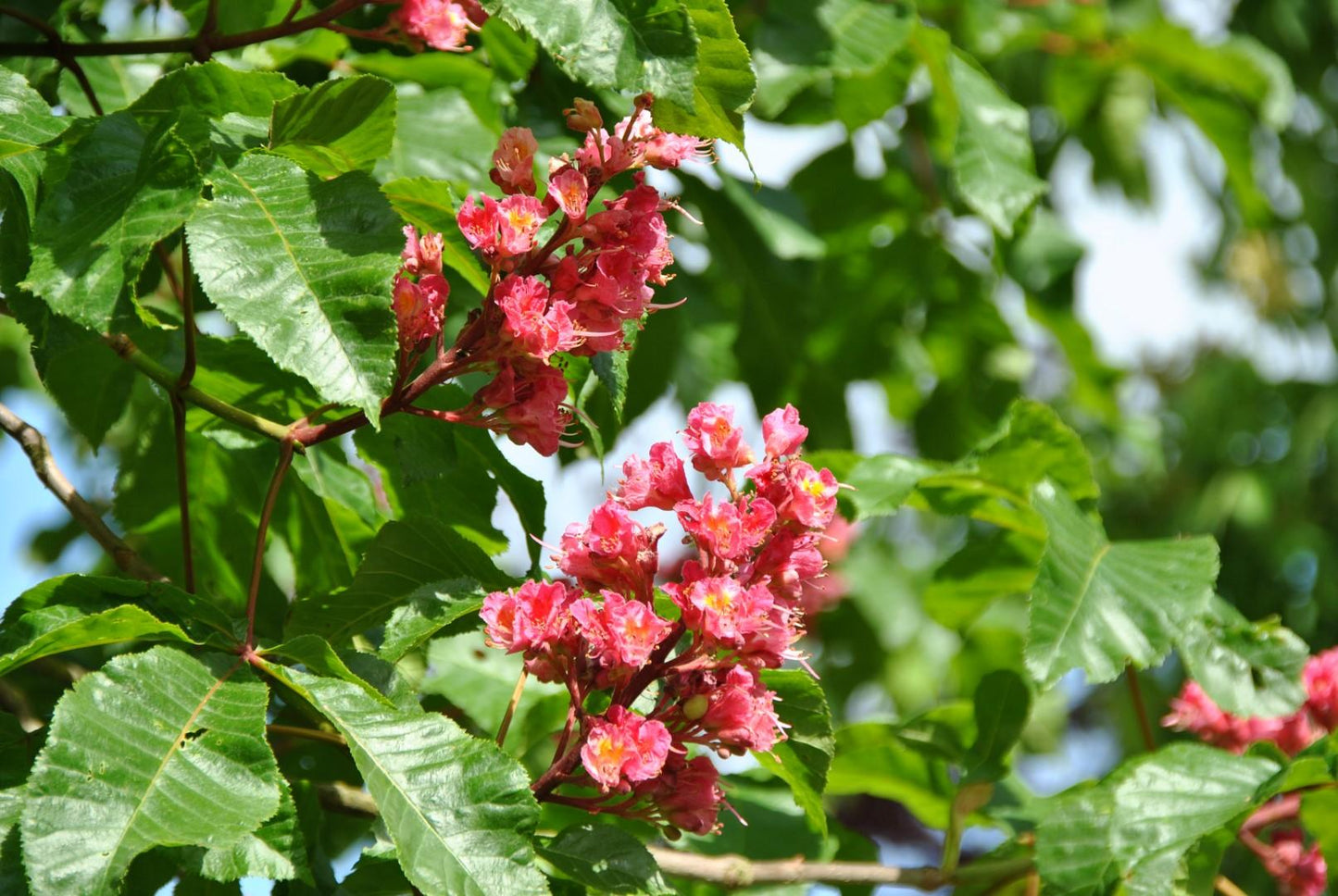 Aesculus Carnea 'briotii' - View 3 from www redcrocus com