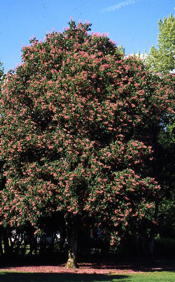 Aesculus Carnea 'briotii' - View 7 from www redcrocus com