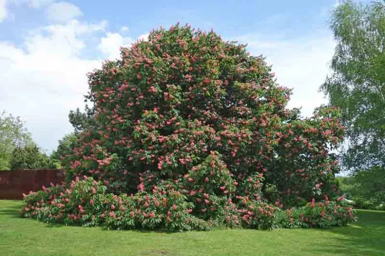 Aesculus Carnea 'briotii' - View 8 from www redcrocus com