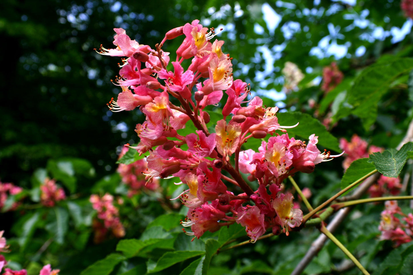 Aesculus Carnea 'briotii' - View 9 from www redcrocus com
