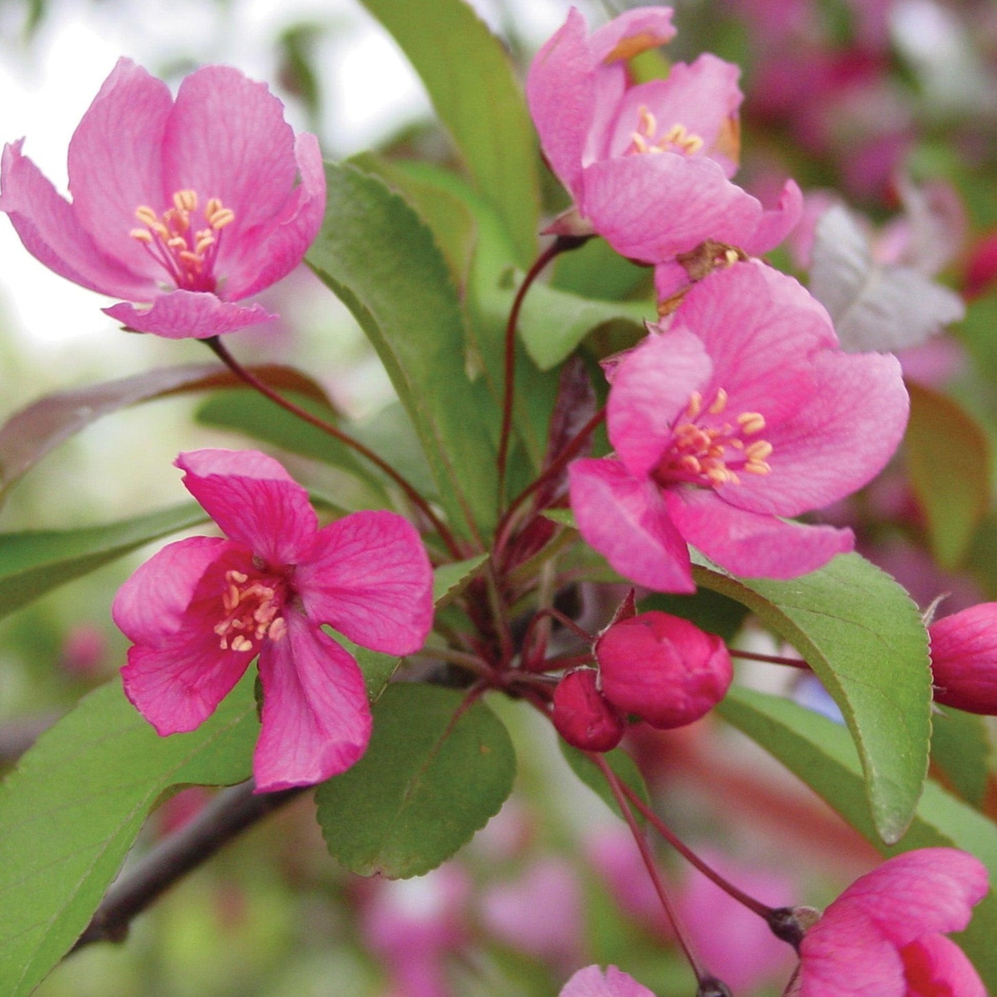 Malus Prairifire - View 10 from www redcrocus com