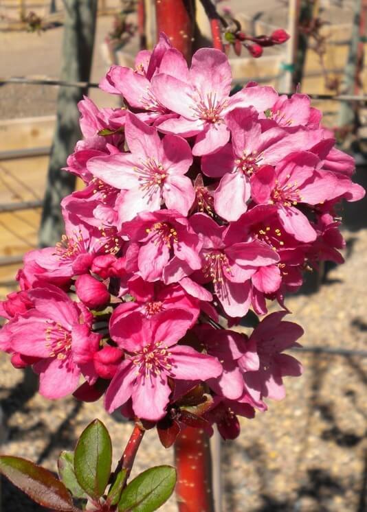 Malus Prairifire - View 11 from www redcrocus com