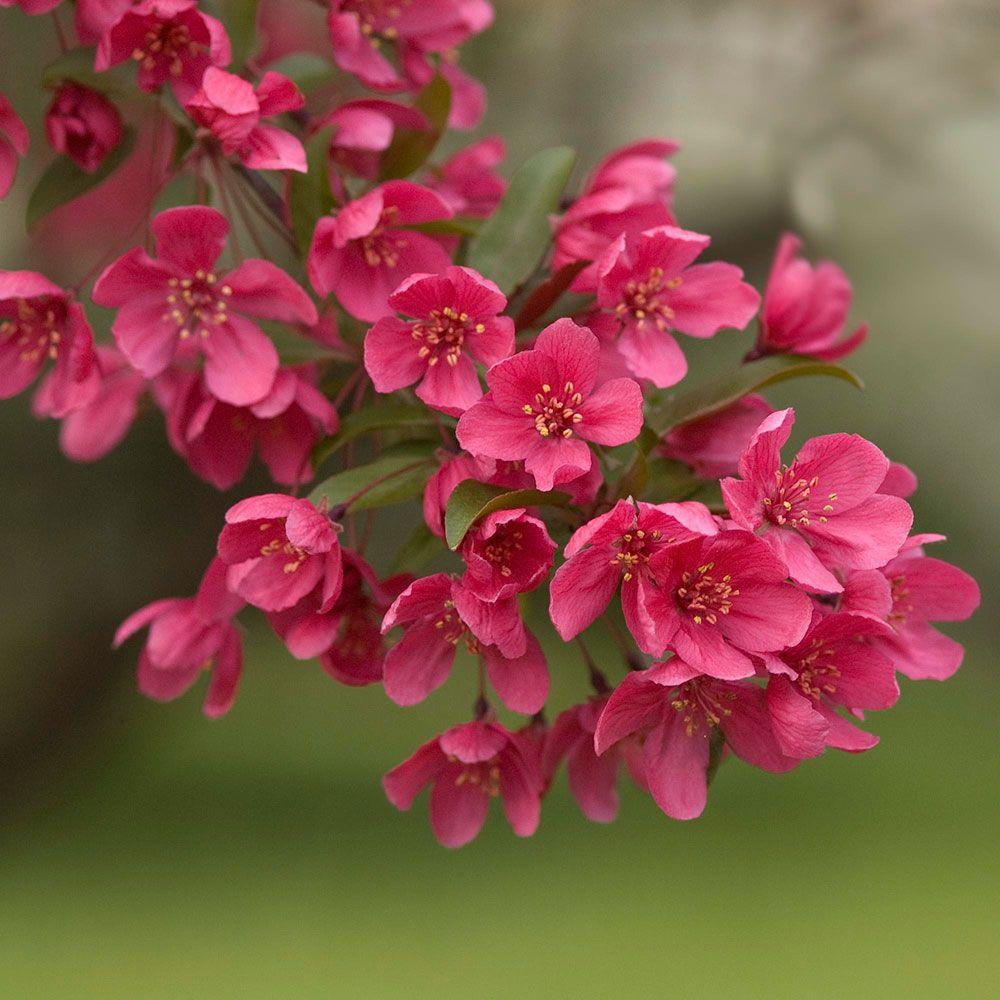 Malus Prairifire - View 12 from www redcrocus com