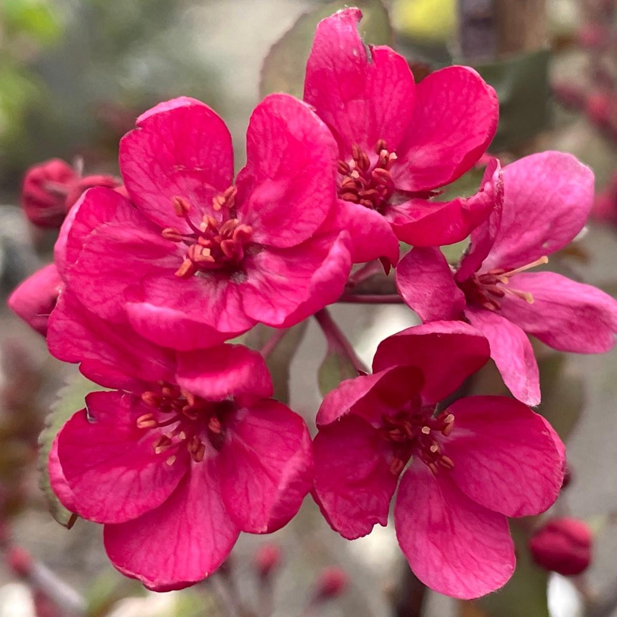Malus Prairifire - View 13 from www redcrocus com
