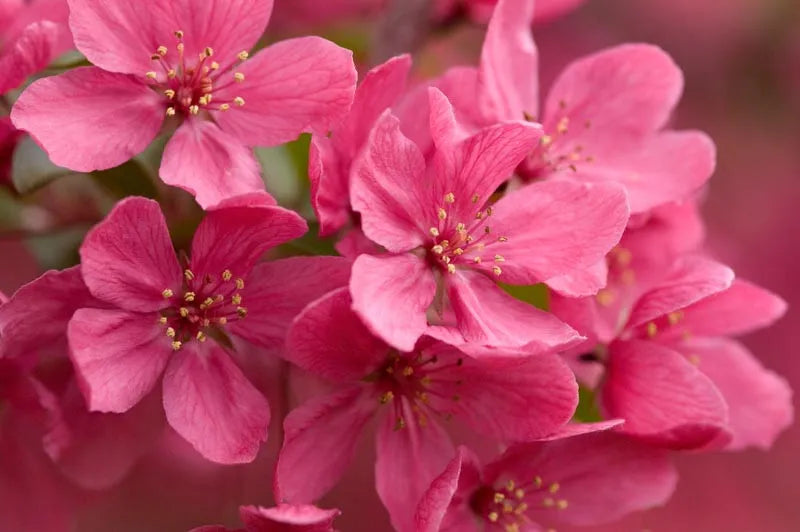 Malus Prairifire - View 15 from www redcrocus com