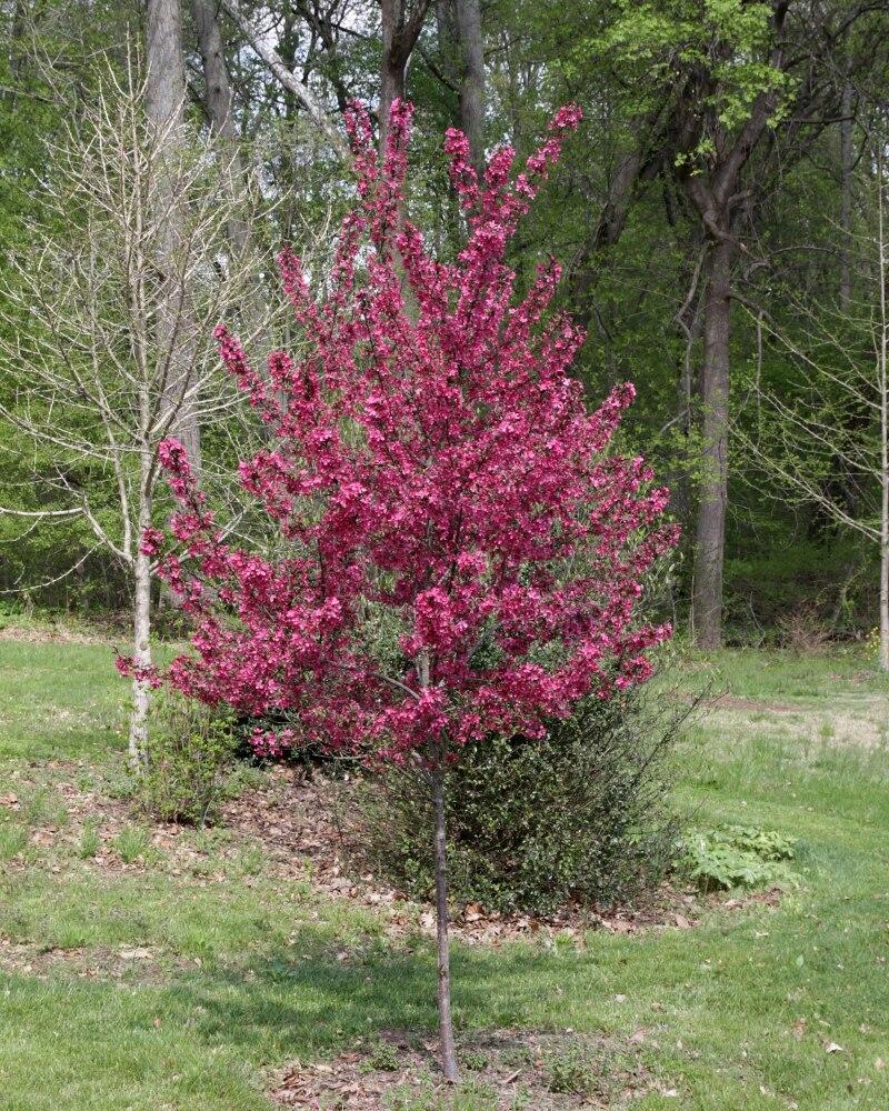 Malus Prairifire - View 18 from www redcrocus com