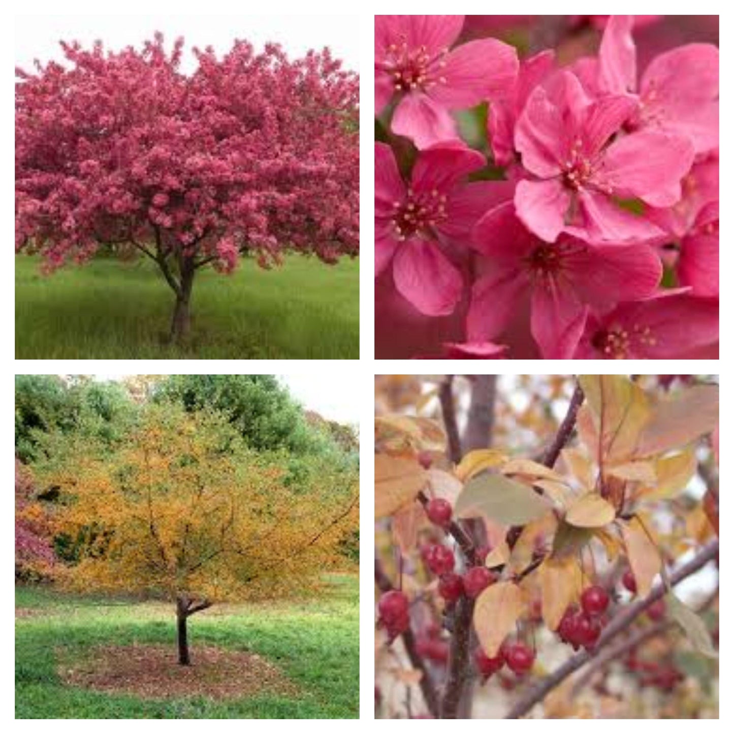 Malus Prairifire - View 19 from www redcrocus com