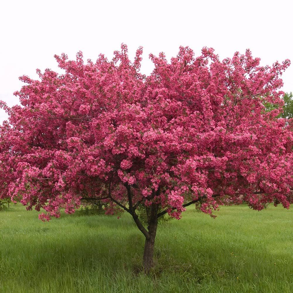 Malus Prairifire - View 1 from www redcrocus com