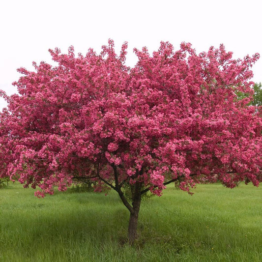 Malus Prairifire - View 1 from www redcrocus com