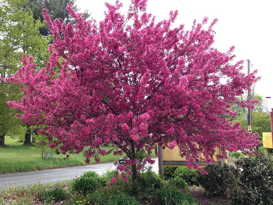 Malus Prairifire - View 2 from www redcrocus com