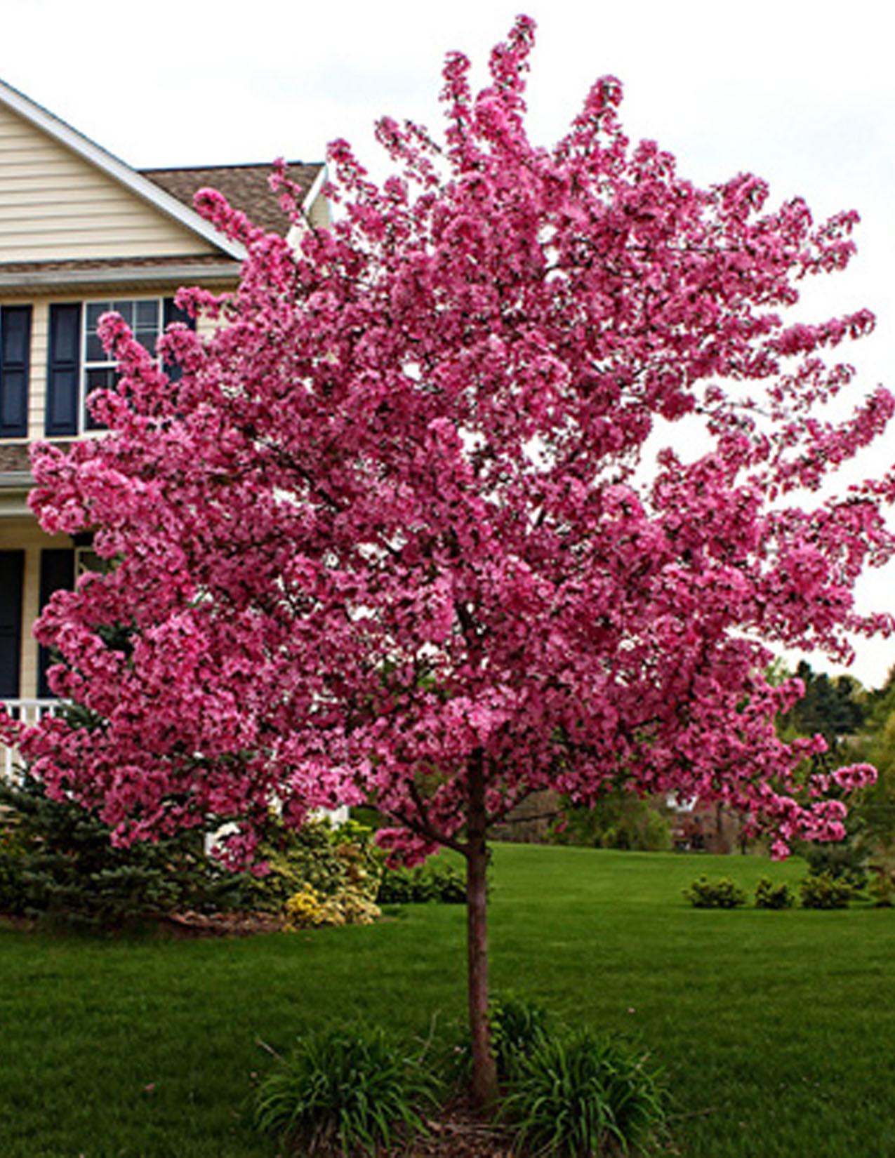 Malus Prairifire - View 3 from www redcrocus com