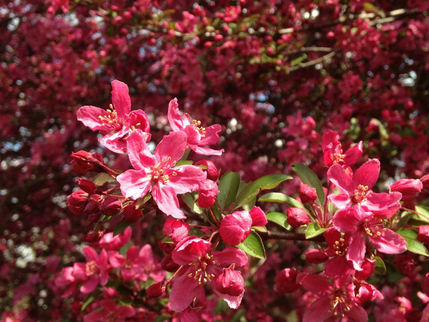 Malus Prairifire - View 4 from www redcrocus com