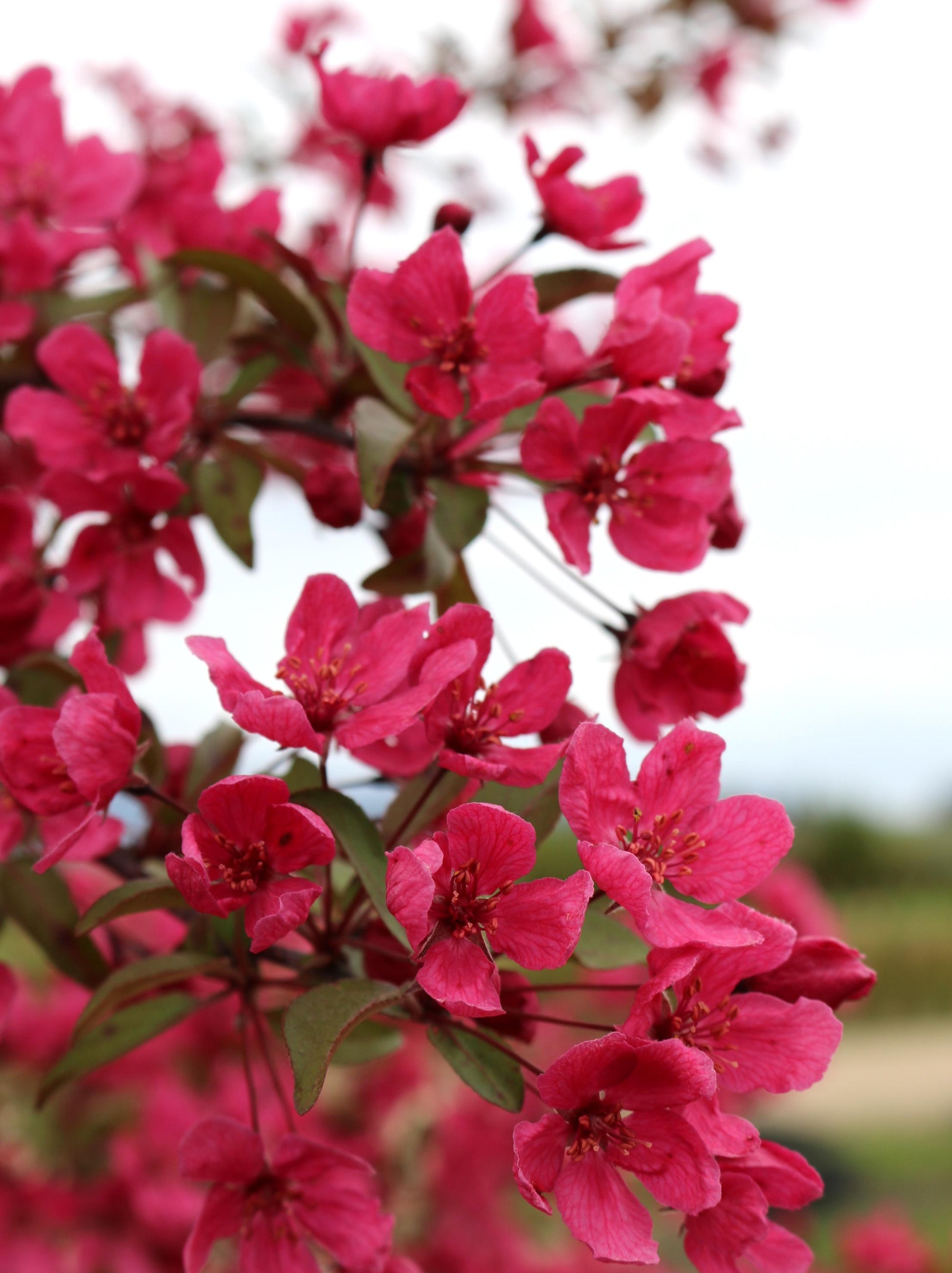 Malus Prairifire - View 5 from www redcrocus com