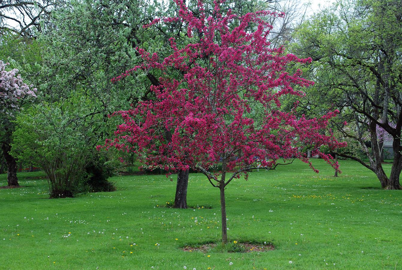 Malus Prairifire - View 6 from www redcrocus com