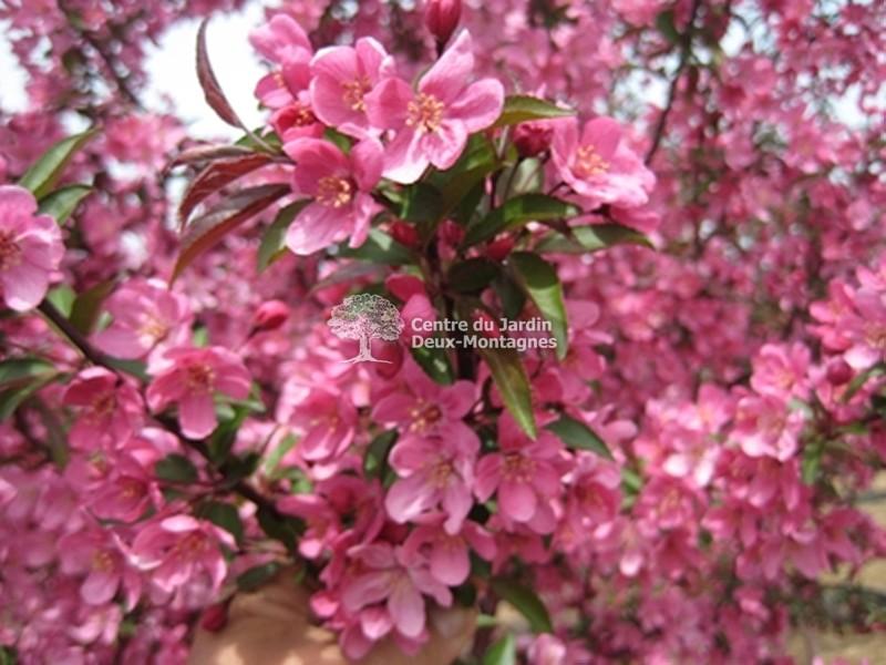 Malus Prairifire - View 7 from www redcrocus com