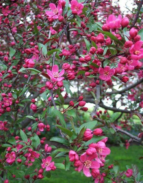 Malus Prairifire - View 8 from www redcrocus com