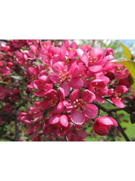 Malus Prairifire - View 9 from www redcrocus com