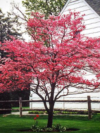 Cornus Florida Single Stem - View 19 from www redcrocus com