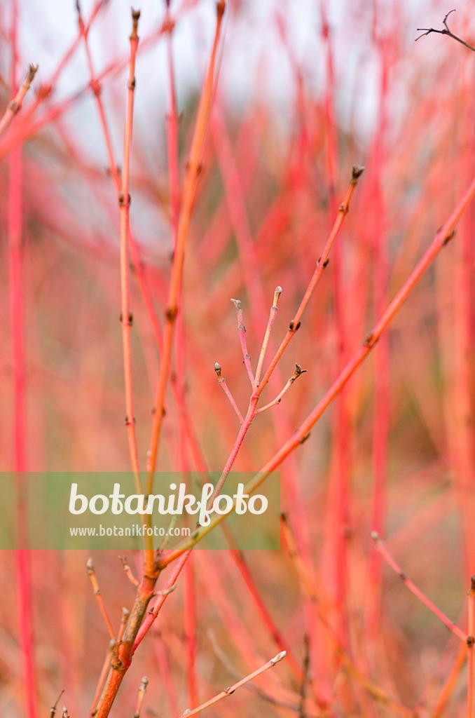 Cornus Florida Single Stem - View 29 from www redcrocus com