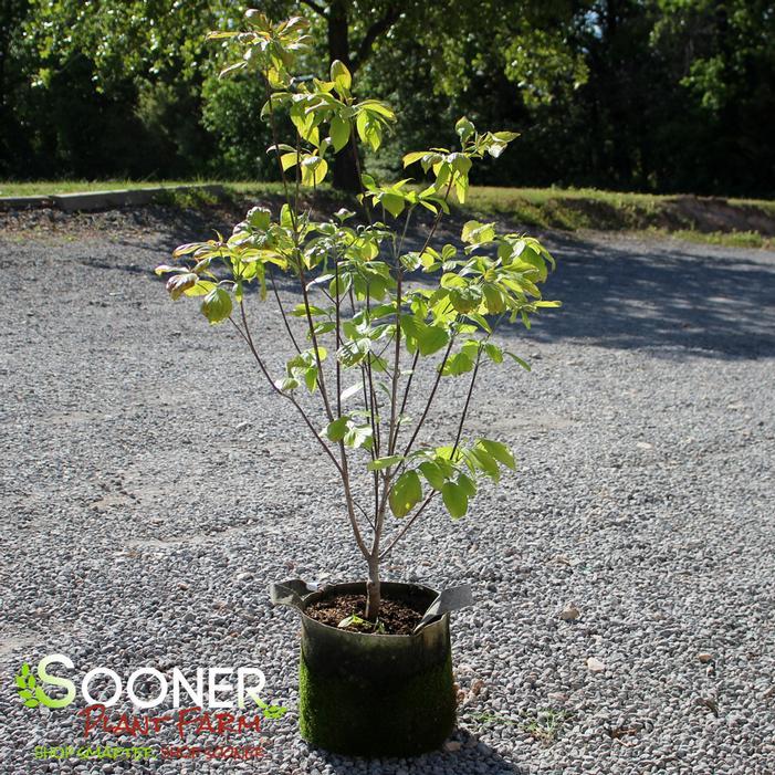 Cornus Florida Single Stem - View 30 from www redcrocus com